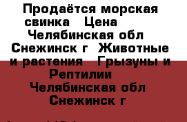 Продаётся морская свинка › Цена ­ 800 - Челябинская обл., Снежинск г. Животные и растения » Грызуны и Рептилии   . Челябинская обл.,Снежинск г.